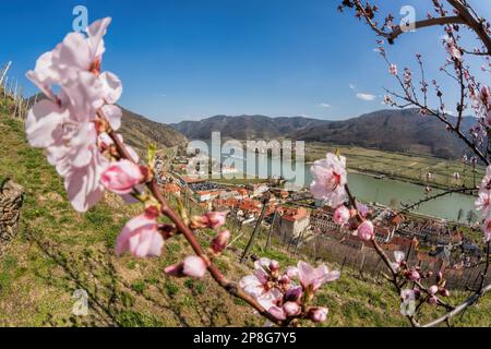 Spitz-Dorf mit blühendem Aprikosenbaum und Schiff auf der Donau im Wachau-Tal (UNESCO) im Frühling, Österreich Stockfoto