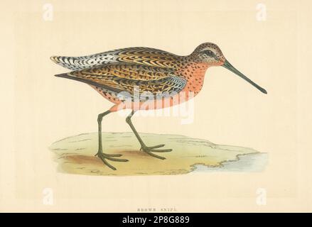 Brauner Spitzel. Morris's Britische Vögel. Antiker Farbdruck 1868 Jahre alt Stockfoto