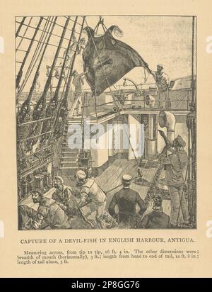 Fang eines Teufelsfisches im englischen Hafen, Antigua. Großer Teufelsrochen 1889 Stockfoto