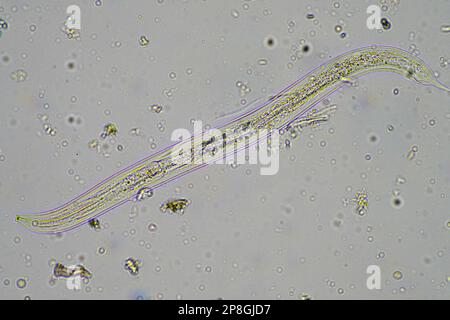 Bodenmikroorganismen wie Nematoden, Mikroarthropoden, Mikroarthropoden, Tardigrade und Rotoren eine Bodenprobe, Bodenpilze und Bakterien auf einem Regen Stockfoto