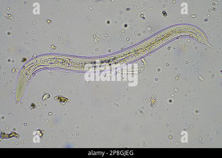 Mikroorganismen und Bodenbiologie, mit Nematoden und Pilzen unter dem Mikroskop in einer Bodenkompostprobe Stockfoto