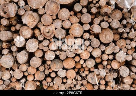 Haufen von gefällten Bäumen an einer Holzeinschlagsstelle in einem Wald, sichtbarer Querschnitt und natürliches Holzmuster oder Texturhintergrund Stockfoto