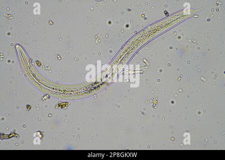 Bodenmikroorganismen wie Nematoden, Mikroarthropoden, Mikroarthropoden, Tardigrade und Rotoren eine Bodenprobe, Bodenpilze und Bakterien auf einem Regen Stockfoto