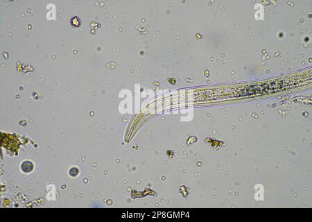 Mikroorganismen und Bodenbiologie, mit Nematoden und Pilzen unter dem Mikroskop in einer Bodenkompostprobe Stockfoto