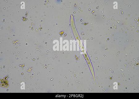 Bodenmikroorganismen wie Nematoden, Mikroarthropoden, Mikroarthropoden, Tardigrade und Rotoren eine Bodenprobe, Bodenpilze und Bakterien auf einem Regen Stockfoto