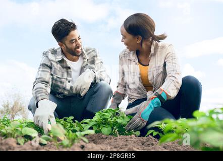 Landwirtschaft, Landwirtschaft und Paar, die gemeinsam mit Pflanzen im Boden für Nachhaltigkeit auf einem Agrobauernhof auf dem Land gärtnern. Teamarbeit des Menschen Stockfoto