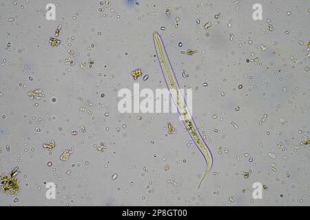 Mikroorganismen und Bodenbiologie, mit Nematoden und Pilzen unter dem Mikroskop in einer Bodenkompostprobe Stockfoto