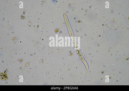 Bodenmikroorganismen wie Nematoden, Mikroarthropoden, Mikroarthropoden, Tardigrade und Rotoren eine Bodenprobe, Bodenpilze und Bakterien auf einem Regen Stockfoto