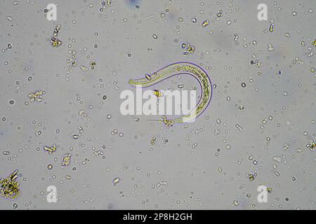 Mikroorganismen und Bodenbiologie, mit Nematoden und Pilzen unter dem Mikroskop in einer Bodenkompostprobe Stockfoto