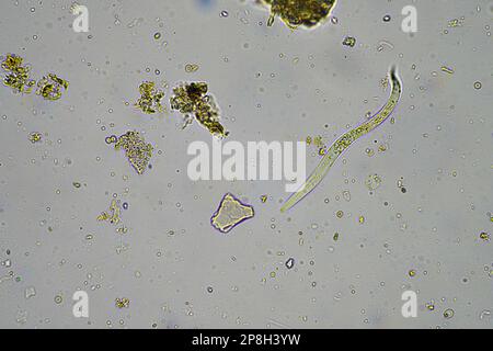 Bodenmikroorganismen wie Nematoden, Mikroarthropoden, Mikroarthropoden, Tardigrade und Rotoren eine Bodenprobe, Bodenpilze und Bakterien auf einem Regen Stockfoto