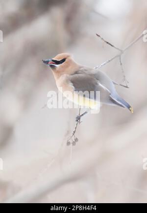 Ein einsamer Cedar Waxwing auf einem Ast, der im kanadischen Winter eine Beere isst Stockfoto