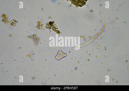 Mikroorganismen und Bodenbiologie, mit Nematoden und Pilzen unter dem Mikroskop in einer Bodenkompostprobe Stockfoto