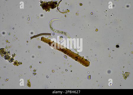 Bodenmikroorganismen wie Nematoden, Mikroarthropoden, Mikroarthropoden, Tardigrade und Rotoren eine Bodenprobe, Bodenpilze und Bakterien auf einem Regen Stockfoto