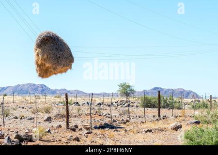 Ein gemeindenahes Vogelnest, das an Telefonleitungen hing, nachdem der Telefonmast aufgelöst wurde. Nördliche Kap-Provinz Südafrikas Stockfoto