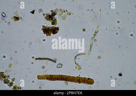 Mikroorganismen und Bodenbiologie, mit Nematoden und Pilzen unter dem Mikroskop in einer Bodenkompostprobe Stockfoto