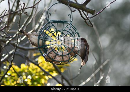 Spatzen (Passer domesticus) ernähren sich von Fettbällen, die an einem Halter für fette Drahtkugeln hängen. Stockfoto