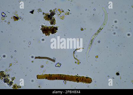 Mikroorganismen und Bodenbiologie, mit Nematoden und Pilzen unter dem Mikroskop in einer Bodenkompostprobe Stockfoto