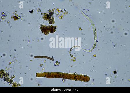 Bodenmikroorganismen wie Nematoden, Mikroarthropoden, Mikroarthropoden, Tardigrade und Rotoren eine Bodenprobe, Bodenpilze und Bakterien auf einem Regen Stockfoto