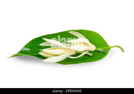 Champee Thai Flowers mit grünen Blättern isoliert auf weißem Hintergrund Stockfoto