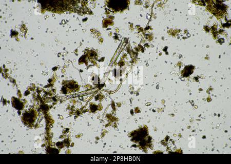 Mikroorganismen und Bodenbiologie, mit Nematoden und Pilzen unter dem Mikroskop in einer Bodenkompostprobe Stockfoto