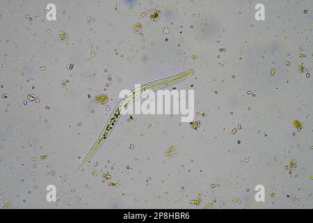 Bodenmikroorganismen wie Nematoden, Mikroarthropoden, Mikroarthropoden, Tardigrade und Rotoren eine Bodenprobe, Bodenpilze und Bakterien auf einem Regen Stockfoto