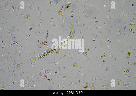 Mikroorganismen und Bodenbiologie, mit Nematoden und Pilzen unter dem Mikroskop in einer Bodenkompostprobe Stockfoto