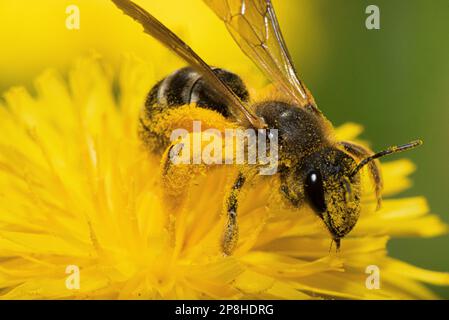 Makrofoto der Biene auf der gelben Blume Stockfoto