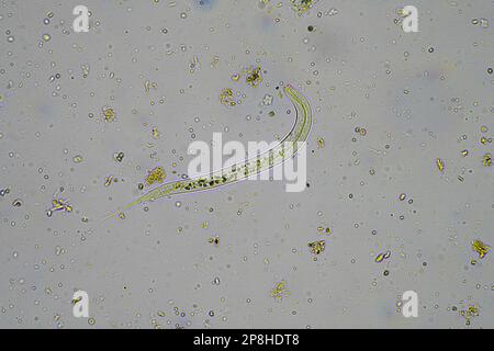 Bodenmikroorganismen wie Nematoden, Mikroarthropoden, Mikroarthropoden, Tardigrade und Rotoren eine Bodenprobe, Bodenpilze und Bakterien auf einem Regen Stockfoto