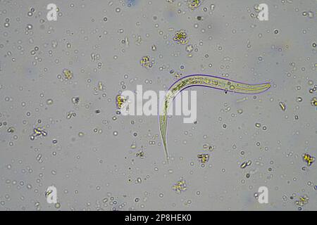 Mikroorganismen und Bodenbiologie, mit Nematoden und Pilzen unter dem Mikroskop in einer Bodenkompostprobe Stockfoto