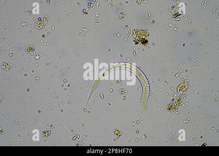 Bodenmikroorganismen wie Nematoden, Mikroarthropoden, Mikroarthropoden, Tardigrade und Rotoren eine Bodenprobe, Bodenpilze und Bakterien auf einem Regen Stockfoto