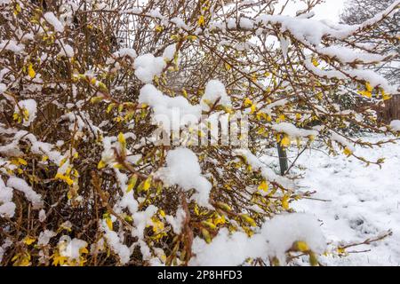 Frühlingsforsythie mit Schneefall im März 2023 Stockfoto