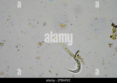 Mikroorganismen und Bodenbiologie, mit Nematoden und Pilzen unter dem Mikroskop in einer Bodenkompostprobe Stockfoto