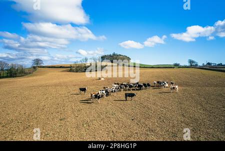 Kühe auf Devon Feldern und Ackerland von einer Drohne, English Village, England, Europa Stockfoto