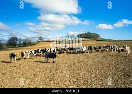 Kühe auf Devon Feldern und Ackerland von einer Drohne, English Village, England, Europa Stockfoto