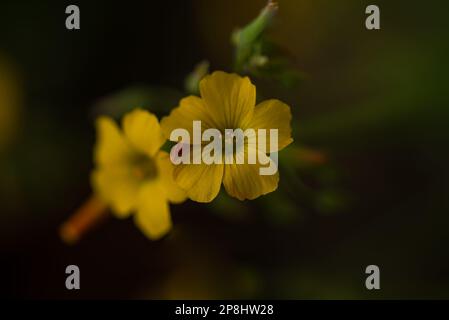 Eine Nahaufnahme von gelben, schleichenden Holzfällerblumen im Garten Stockfoto
