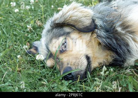 Porträt eines traurigen, obdachlosen Hundes, der auf dem Gras im Park liegt. Hochwertiges Foto Stockfoto