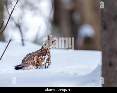 Weibliche Rüschenhuhn (Bonasa umbellus), die im frischen Schnee im Wald wandern Stockfoto