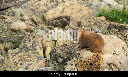 Marmot, der sich im Boulder Field ausruht, überblickt seine Schulter in der Tundra im Rocky Mountain National Park Stockfoto