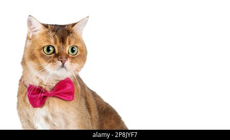 Britische Kurzhaarkatze in rosa Fliege, isoliert auf weißem Hintergrund. Speicherplatz kopieren Stockfoto