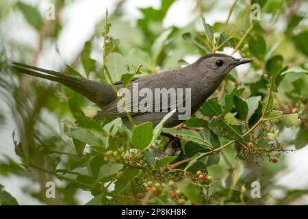 Ein grauer Katzenvogel auf einem Ast in den Sommerbüschen Floridas. Stockfoto