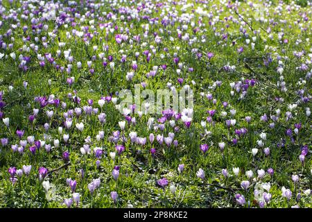 Rasen mit Krokussen im Frühling Stockfoto