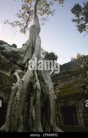 Wurzeln der Tetrameles nudiflora, diesem Beispiel im Volksmund bekannt als "Tomb Raider"-Baum, eine Mauer auf den Innenhof eindringen, Ta Prohm, Angkor, Siem Re Stockfoto