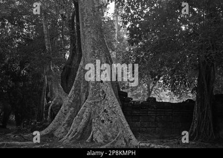 Teil der Nordwand des dritten Gehäuse, Ta Prohm, Angkor, Siem Reap, Kambodscha. Schwarz und Weiss Stockfoto