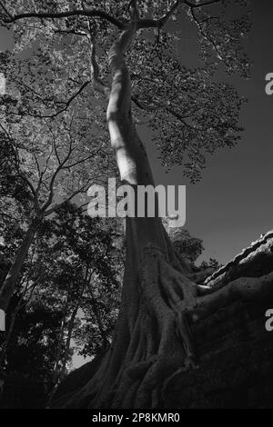 Giant tree (tetrameles nudiflora) wächst aus einer Wand im dritten Gehäuse, Ta Prohm, Angkor, Siem Reap, Kambodscha. Schwarz und Weiss Stockfoto