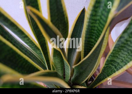 Die Aussicht auf Schlangenpflanze. Draufsicht auf die Schwiegermütterzunge. Die Blätter der sansevieria sind grün und gelb. Stockfoto