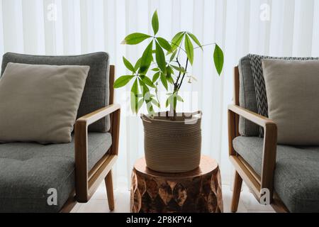 Die Geldbaumpflanze ist auf dem Beistelltisch und zwischen den beiden Sesseln. Pachira ist vor dem Fenster im Haus. Stockfoto