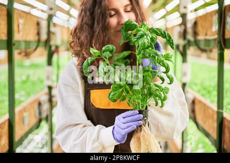 Gärtnerin mit grünem Basilikumduft im Gewächshaus. Junge Frau in Gartengummihandschuhen, die einen Topf mit grüner Blattpflanze hält und aromatisches Blatt riecht. Stockfoto