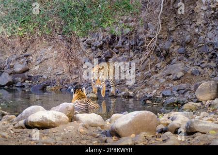 2 Tigerjunge, Panthera Tigris, im Wasser spielen. 1 Junges bereitet sich darauf vor, auf sein Geschwister zu springen. Ranthambore-Nationalpark, Rajasthan, Indien Stockfoto