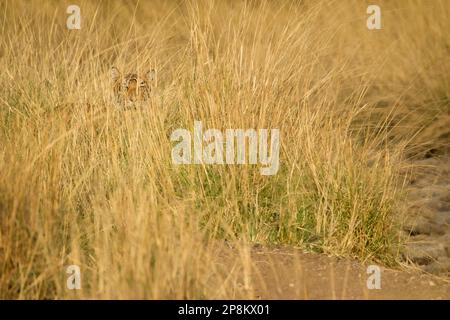 Tiger, Panthera Tigris, versteckt sich, tarnt sich im hohen Grasland. Das Tier ist gut im Gras versteckt. Ranthambore-Nationalpark, Rajasthan, Indien Stockfoto