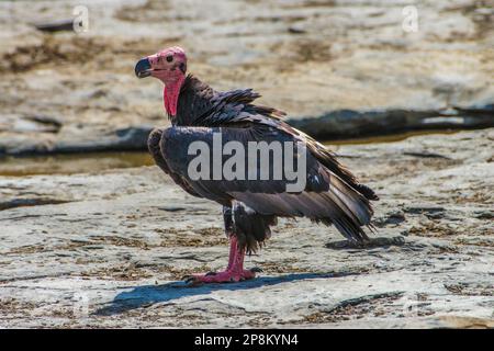 Der Rotkopfgeier, Sarcogyps calvus, auch bekannt als asiatischer Königsgeier, indischer Schwarzgeier, Panna-Nationalpark, Madhya Pradesh, Indien Stockfoto